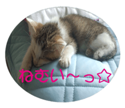 happy cat cat sticker #13835826