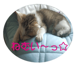 happy cat cat sticker #13835826