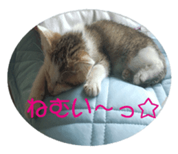 happy cat cat sticker #13835826