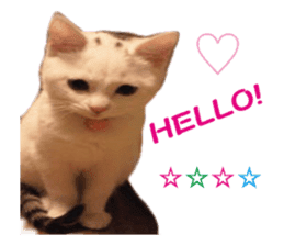 happy cat cat sticker #13835827