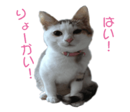 happy cat cat sticker #13835828