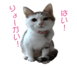 happy cat cat sticker #13835828