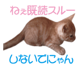 happy cat cat sticker #13835829