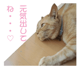 happy cat cat sticker #13835830