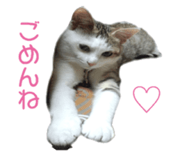 happy cat cat sticker #13835831