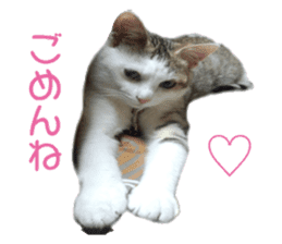 happy cat cat sticker #13835831