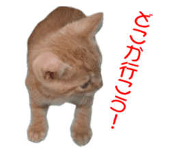 happy cat cat sticker #13835832