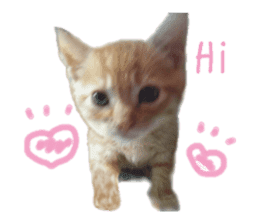 happy cat cat sticker #13835833