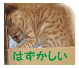 happy cat cat sticker #13835834