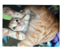 happy cat cat sticker #13835835