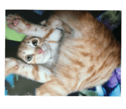 happy cat cat sticker #13835835