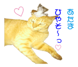 happy cat cat sticker #13835836