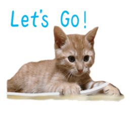 happy cat cat sticker #13835837