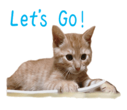 happy cat cat sticker #13835837