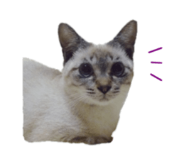 Mimi&Ham&Ten&Gackt sticker #13836822