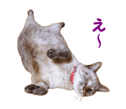 Mimi&Ham&Ten&Gackt sticker #13836823