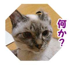 Mimi&Ham&Ten&Gackt sticker #13836825