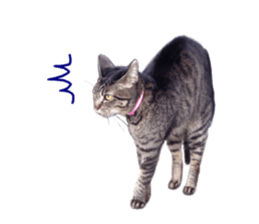 Mimi&Ham&Ten&Gackt sticker #13836828