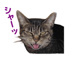 Mimi&Ham&Ten&Gackt sticker #13836829