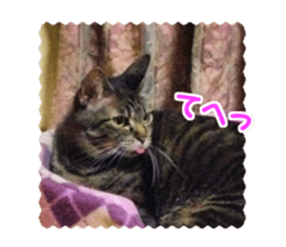 Mimi&Ham&Ten&Gackt sticker #13836830