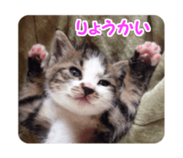 Mimi&Ham&Ten&Gackt sticker #13836832