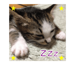 Mimi&Ham&Ten&Gackt sticker #13836833