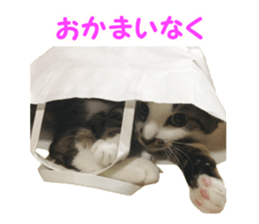 Mimi&Ham&Ten&Gackt sticker #13836836