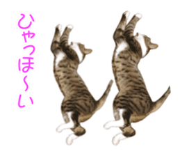 Mimi&Ham&Ten&Gackt sticker #13836837