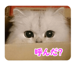 Mimi&Ham&Ten&Gackt sticker #13836838