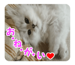 Mimi&Ham&Ten&Gackt sticker #13836844