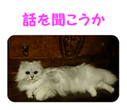 Mimi&Ham&Ten&Gackt sticker #13836845