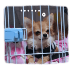 Sticker of Cereza 3 sticker #13837319