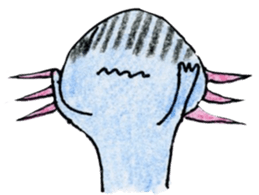 Axolotl painted by colored pencil. ver.2 sticker #13838423