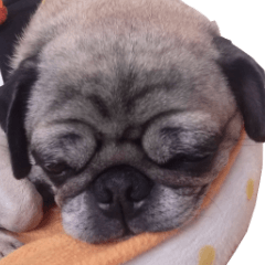 Pug dog photo sticker vol.1