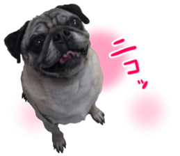 Pug dog photo sticker vol.1 sticker #13842502