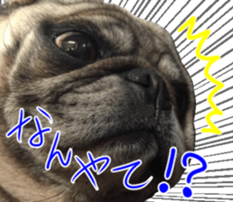 Pug dog photo sticker vol.1 sticker #13842503