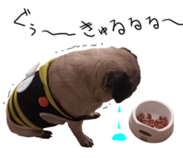 Pug dog photo sticker vol.1 sticker #13842504