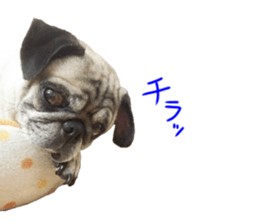 Pug dog photo sticker vol.1 sticker #13842505