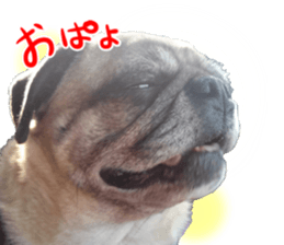 Pug dog photo sticker vol.1 sticker #13842506