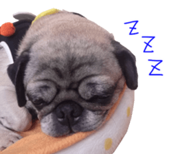 Pug dog photo sticker vol.1 sticker #13842507