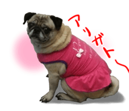 Pug dog photo sticker vol.1 sticker #13842508
