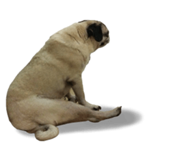 Pug dog photo sticker vol.1 sticker #13842509