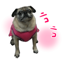 Pug dog photo sticker vol.1 sticker #13842510