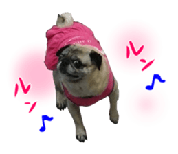 Pug dog photo sticker vol.1 sticker #13842511