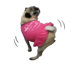 Pug dog photo sticker vol.1 sticker #13842512