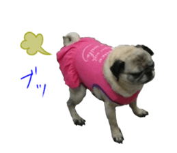 Pug dog photo sticker vol.1 sticker #13842513