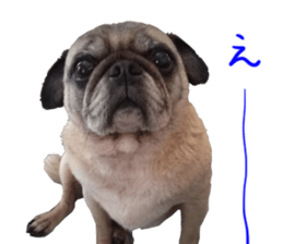 Pug dog photo sticker vol.1 sticker #13842515
