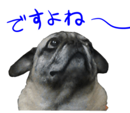 Pug dog photo sticker vol.1 sticker #13842517