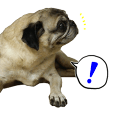 Pug dog photo sticker vol.1 sticker #13842518