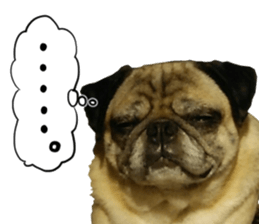 Pug dog photo sticker vol.1 sticker #13842519